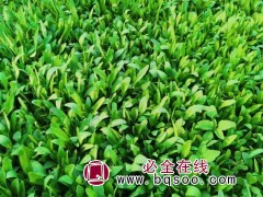 金鸡菊