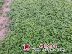 地被菊