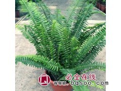 蜈蚣草 排骨草 蕨草苗基地 25-30公分 常绿护坡地被植物图1