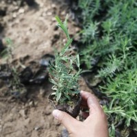 多年生耐寒 薰衣草 生长力强 耐修剪 花海用苗 青州花卉基地