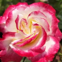 中国玫瑰 喜光喜湿 花期较长 东田花卉 培育基地 青州花卉基地
