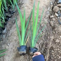 水生鸢尾 景观效果好 庭院观赏植物 东田 基地种植 青州花卉基地