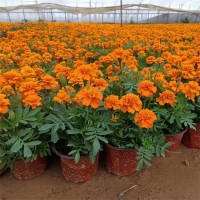 锦田花卉 孔雀草 一年生草本植物 喜温暖湿润气候 花色鲜艳