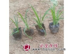 常绿多年生草本兰花三七 耐寒耐荫耐涝 小郝花卉基地图1