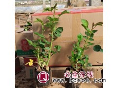 金凤凰月季 庭院观赏 花色丰富 绿化苗木 小郝花卉基地图1