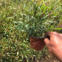 山桃草 多年生宿根草本 千鸟花盆栽小苗培育基地 小郝花卉 青州花卉基地