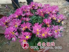 大菊花