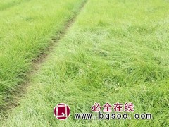 野牛草