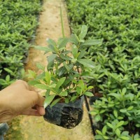 福建野牡丹杯苗 福建野牡丹地被苗 绿化工程报价 观花植物