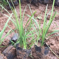 玉龙草小苗价格 基地批发报价 矮麦冬杯苗 固岸护坡植物