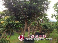 荔枝树