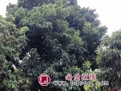 荔枝树