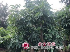 荔枝树