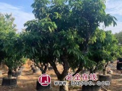 荔枝树