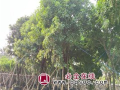 红花玉蕊