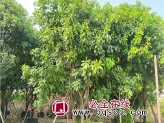红花玉蕊
