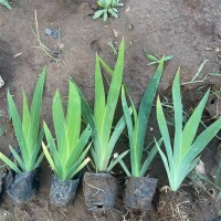 兰花鸢尾 水生植物 水陆两用 地面覆盖率高 盆栽地被植物 青州花卉