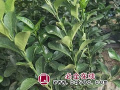 冬青