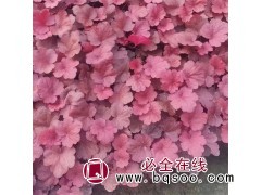 矾根小苗 多年生耐寒草本花卉 花期4-10月 浅根性叶基生图1
