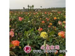 大花月季 树祥 6-9月开花 花单瓣 观赏性好栽培广泛图1