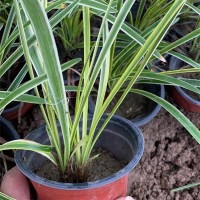 金边麦冬 多年生草本植物 室内净化空气 四季常青