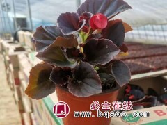 四季海棠