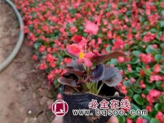 四季海棠