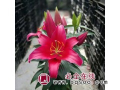 观赏用百合盆栽 多年生草本植物 租摆用鲜花 绿色植被图1