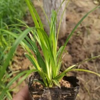 绿化用 崂峪苔草 作护坡绿化观赏性地被植物 根状茎木质