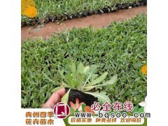 四季花卉 花期长宿根花卉天人菊培育基地 菊小苗 青州花卉图1