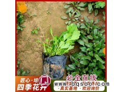 冰岛虞美人 多色系观花植物 四季花卉 植株健壮 保质保量图1