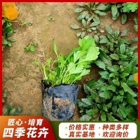 冰岛虞美人 多色系观花植物 四季花卉 植株健壮 保质保量