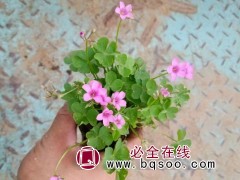 绿叶红花醡浆草