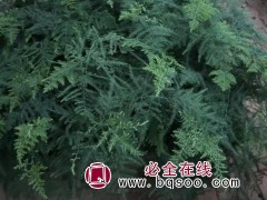 文竹