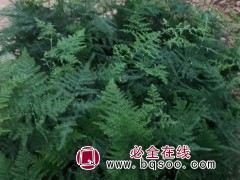文竹