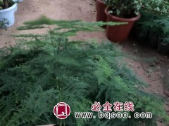 文竹