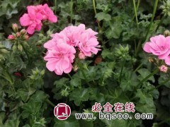 天竺葵