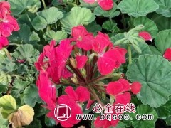 天竺葵