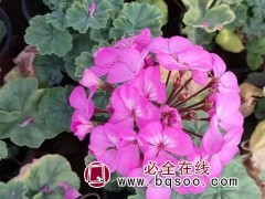 天竺葵