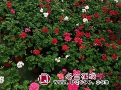 天竺葵