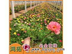 半枝莲 双色盆 大花马齿苋花期长适应力强 鸿拓种植基地图1