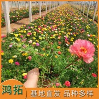 半枝莲 双色盆 大花马齿苋花期长适应力强 鸿拓种植基地