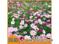 波斯菊也称格桑花 花海打造花色丰富 鸿拓种植基地 青州花卉图1