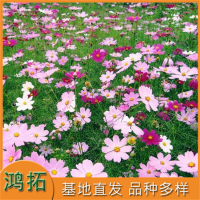 波斯菊也称格桑花 花海打造花色丰富 鸿拓种植基地 青州花卉