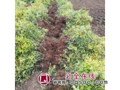 金焰绣线菊-供应-四季植物盆栽-金焰绣线菊小苗 花之柔苗木图1
