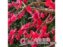 骨里红梅-红梅-盆景 花之柔苗木 沭阳花木城 红梅盆景价格图1