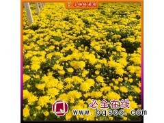 国庆菊 常见草花 喜温暖湿润 城市广场花坛种植 小蝌蚪苗圃图1