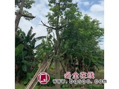 美丽异木棉 行道树 南山园艺 观花乔木 喜高温多湿气候图1