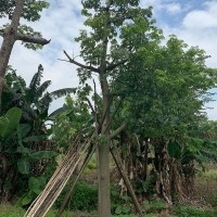 美丽异木棉 行道树 南山园艺 观花乔木 喜高温多湿气候