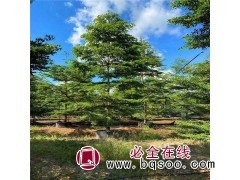 小叶榄仁绿化 落叶乔木 15公分 南山园艺 多种规格供应图1